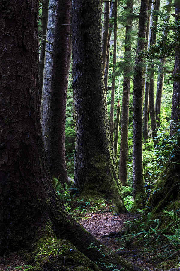 Deep Dark Forest Photograph by Jon Glaser