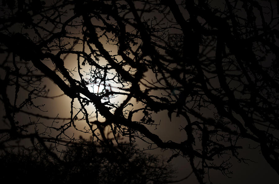 Deep Fog Moon Photograph by Laura Mountainspring