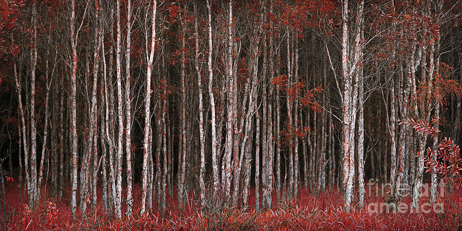Deep Forest 2 Photograph by Russell Brown Deep Forest 2 Photograph by Russell Brown