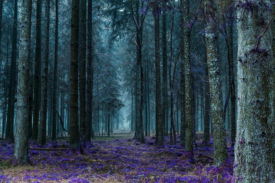 Deep Forest Painting by Celestial Images Fine Art America