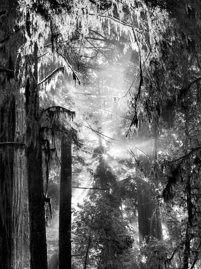 Deep Forest Light Photograph by Leland D Howard