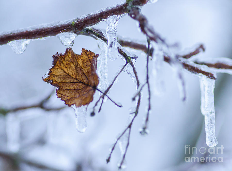 Winter Photograph - Deep Freeze by Nick Boren