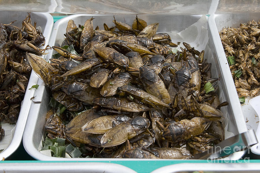 Deep Fried Cockroaches Photograph by Andrew Routh