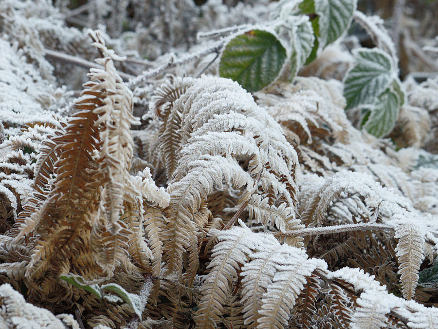 Deep Frost On Ferns Photograph by Adrian Wale