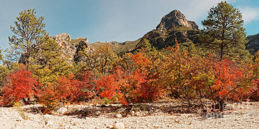 Deep in McKittrick Canyon - Lost Maples and Ponderosa Pines Against Backdrop of Guadalupe Mountains  Photograph by Silvio Ligutti