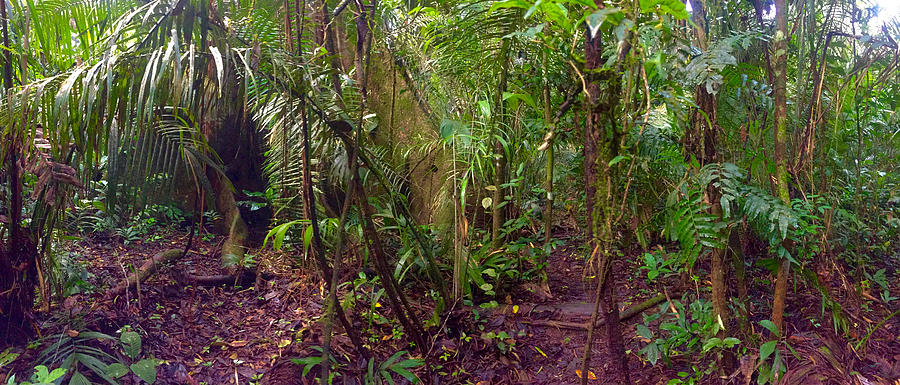 Deep in the Amazon Photograph by Richard Espenant - Fine Art America