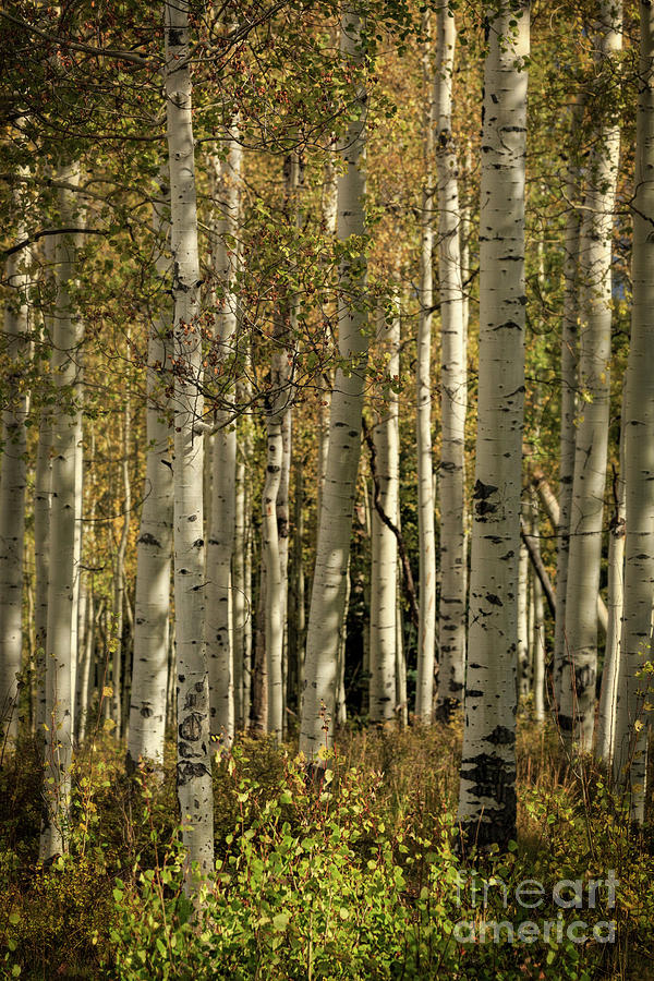 Deep In The Aspen Forest Photograph by Doug Sturgess