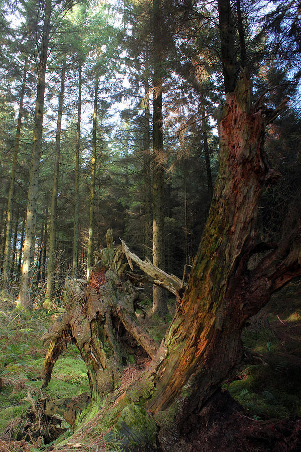 Tree Photograph - Deep in the forest by Phil Tomlinson