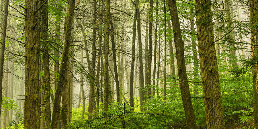 Deep in the Misty Forest Photograph by Mark Rogers