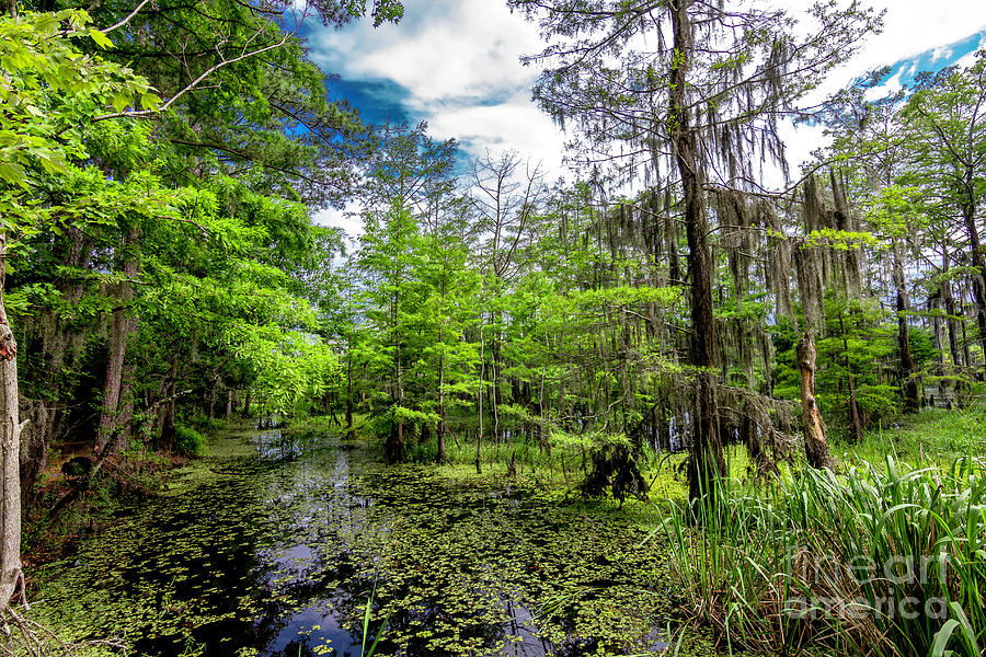 Deep in the Swamp Photograph by Ken Frischkorn