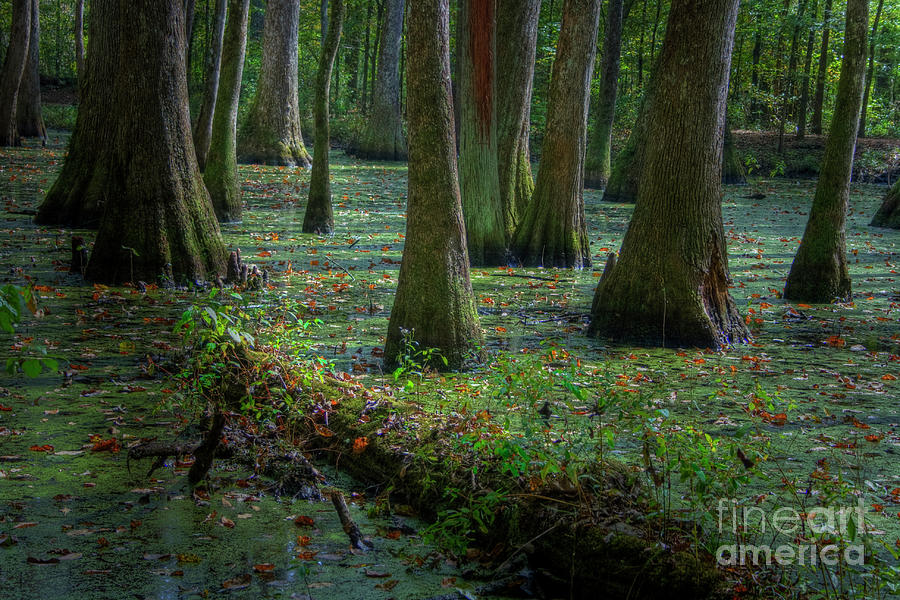 Tree Photograph - Deep in the Swamp by Larry Braun