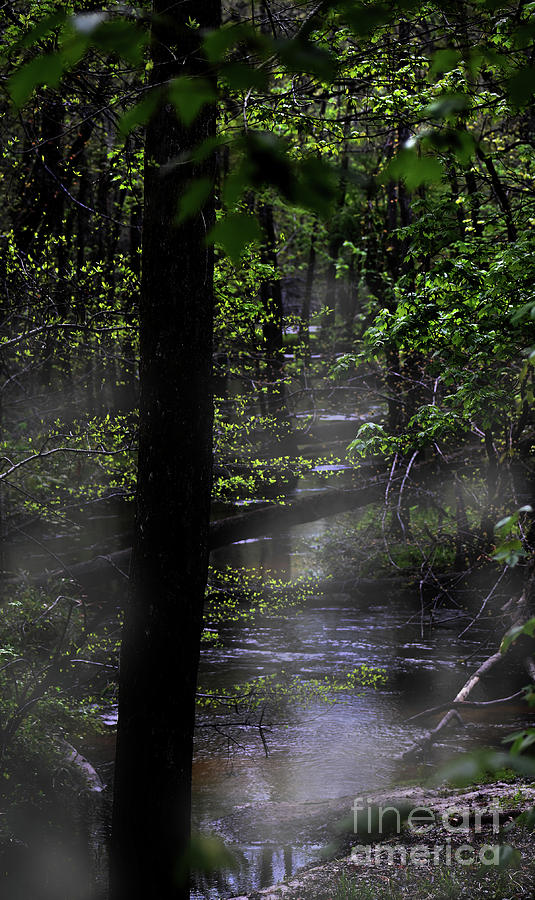 Deep In The Swamp Photograph by Skip Willits