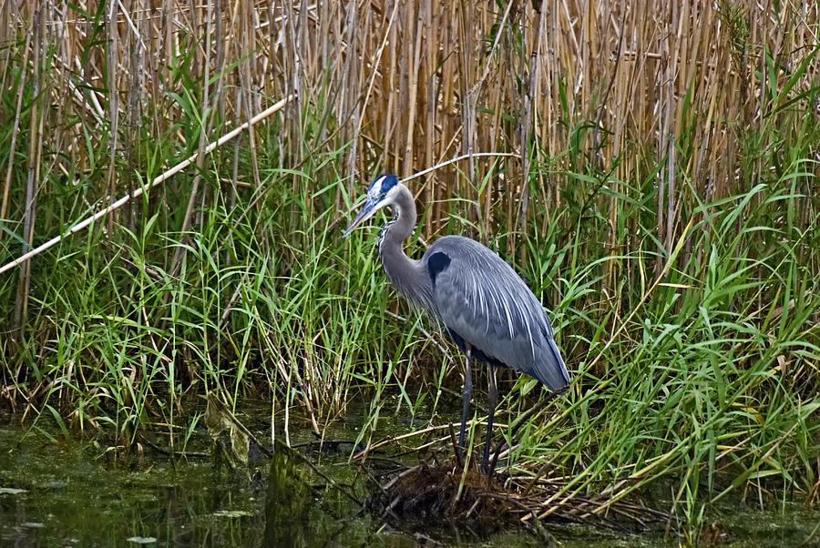 Deep in the Swamps Photograph by Robert Brown - Fine Art America