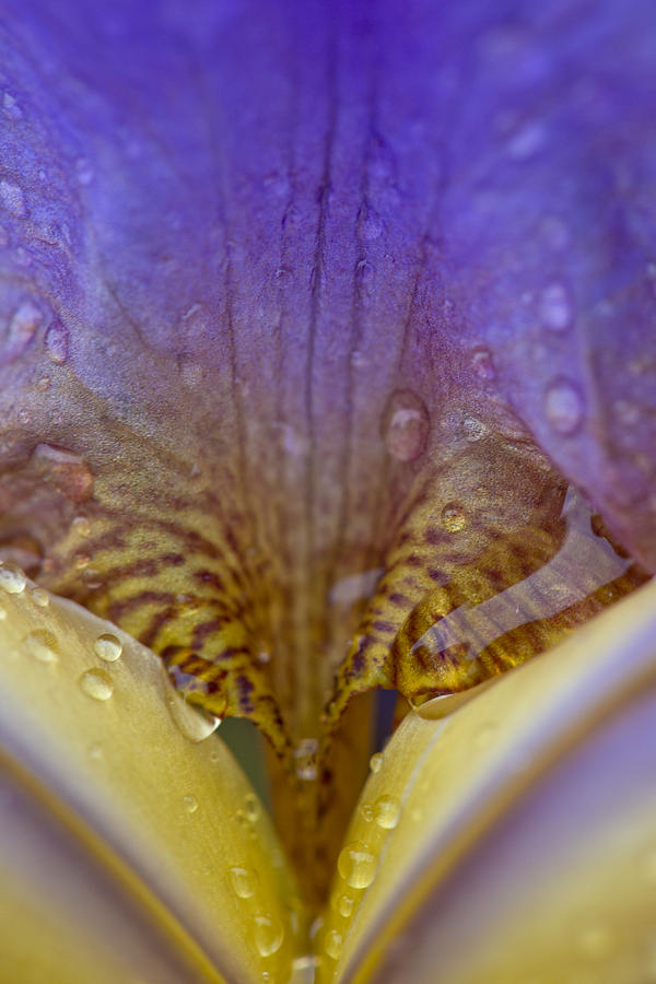 Deep in the Valley of the Iris Photograph by Bob VonDrachek