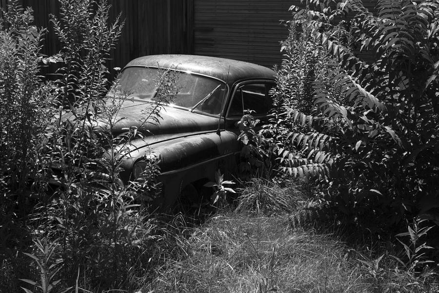 Deep in the Weeds 2 Photograph by Jeff Roney - Fine Art America