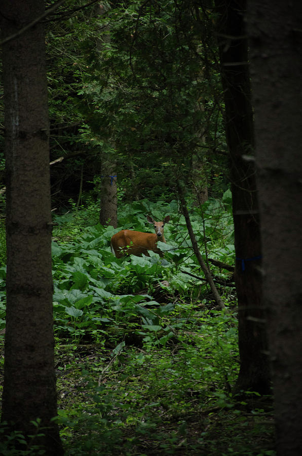 Deer Photograph - Deep in the Woods by Nikki Watson    McInnes