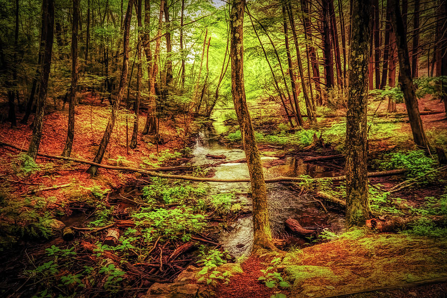 Deep in the woods of New England Photograph by Lilia S
