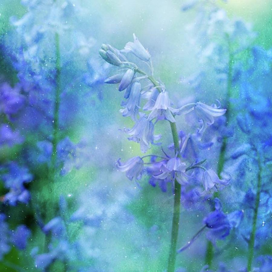 Floral Photograph - Deep In The Woods The Bluebells by Margaret Goodwin