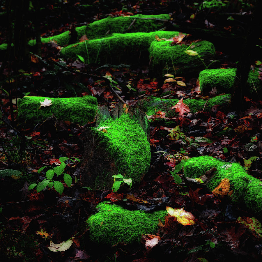 Fall Photograph - Deep in the Woods by Tom Mc Nemar