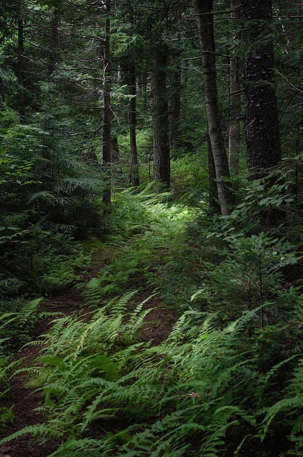 Deep in the Woods Photograph by Tyler Blodgett - Fine Art America
