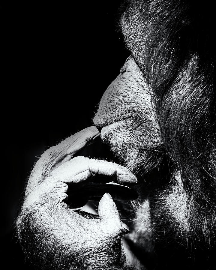 Deep in Thought Photograph by Ghostwinds Photography Deep in Thought Photograph by Ghostwinds Photography