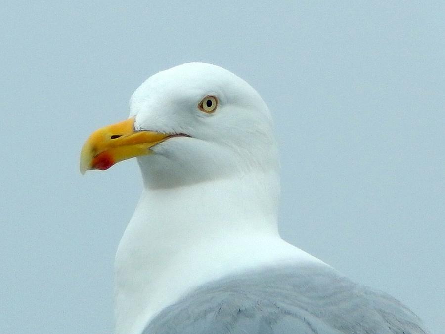 Seagull Photograph - Deep in thought by Karen Cook