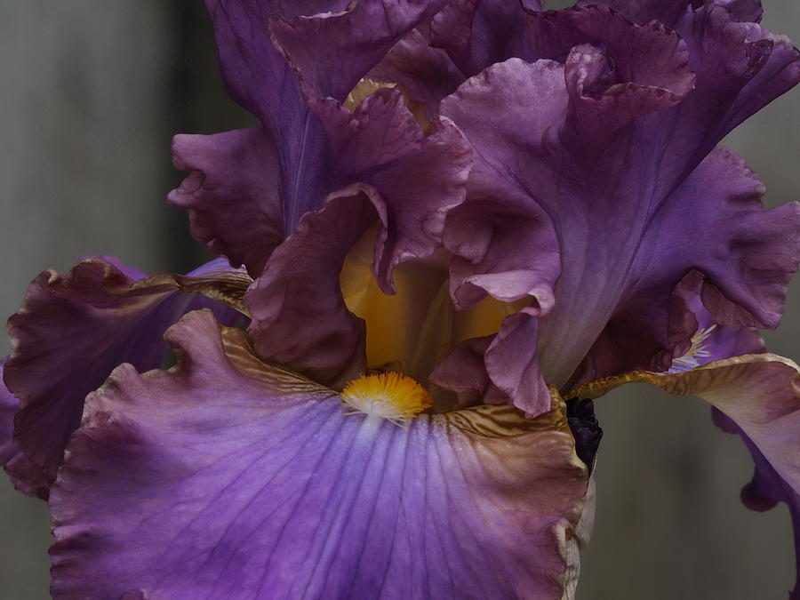 Look Into My Iris Photograph by Richard Thomas