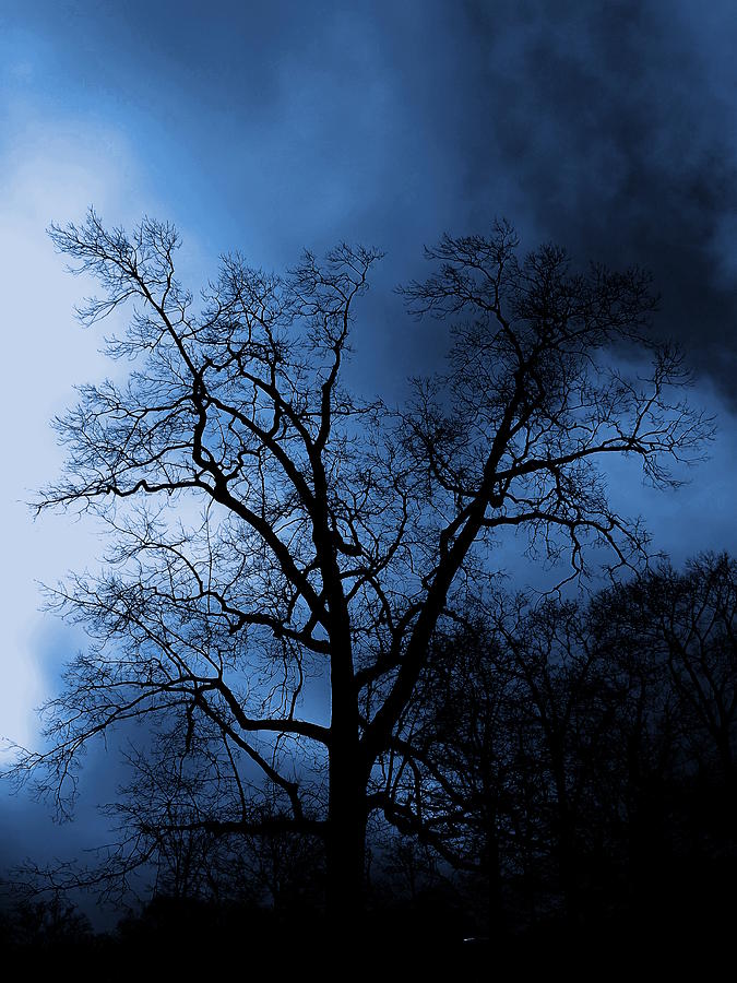 Deep Night Tree Photograph by Jacob Folger