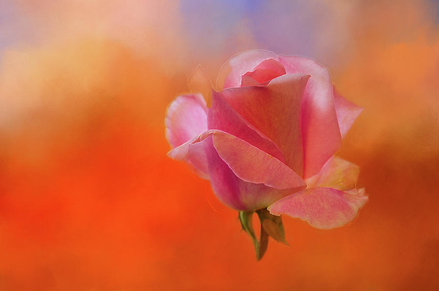 Deep Peach Rose on Orange Digital Art by Terry Davis