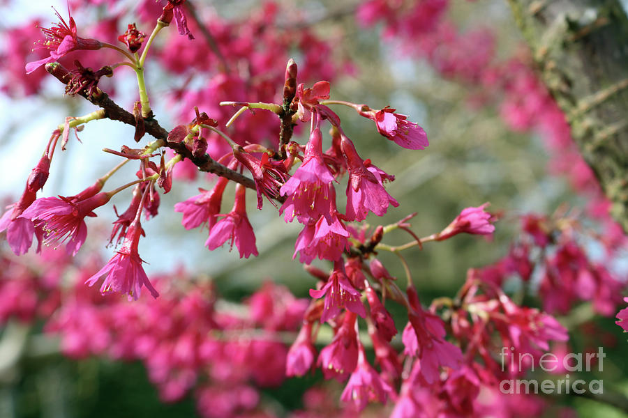Deep pink cherry blossom Photograph by Julia Gavin