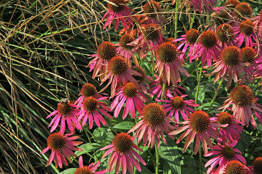 Deep Pink Echinacea Straw Flowers Green Leaf and Grass Background 2 9132017 Photograph by David Frederick