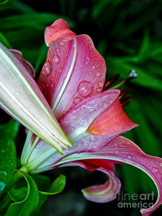 Deep Pink Lily Photograph by Emilio Lovisa