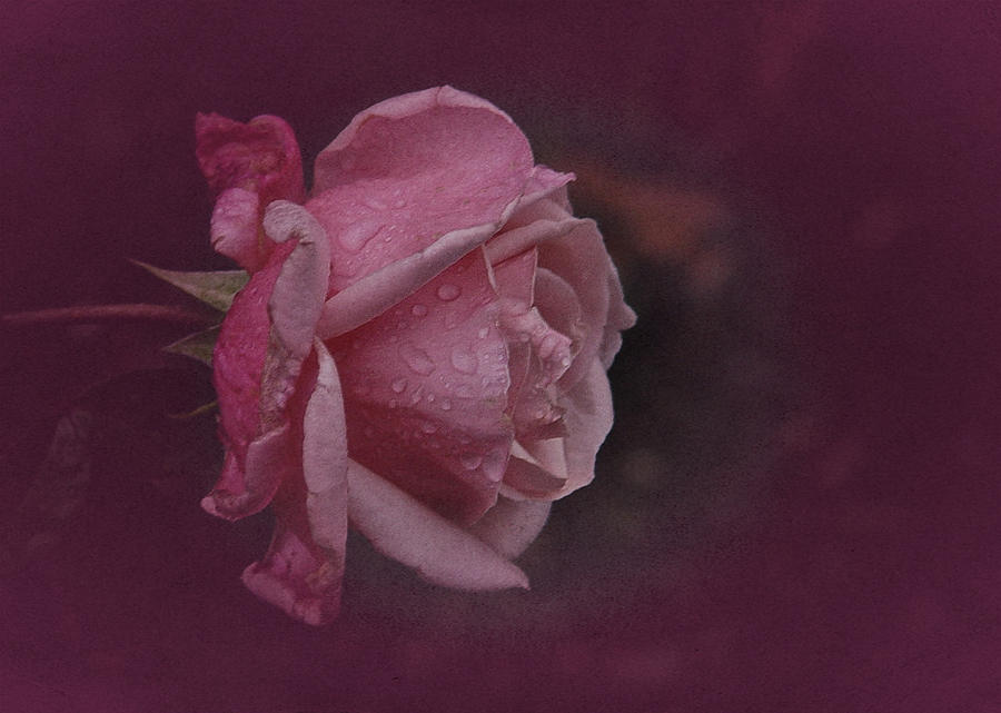 Deep Pink Nov Rose Photograph by Richard Cummings