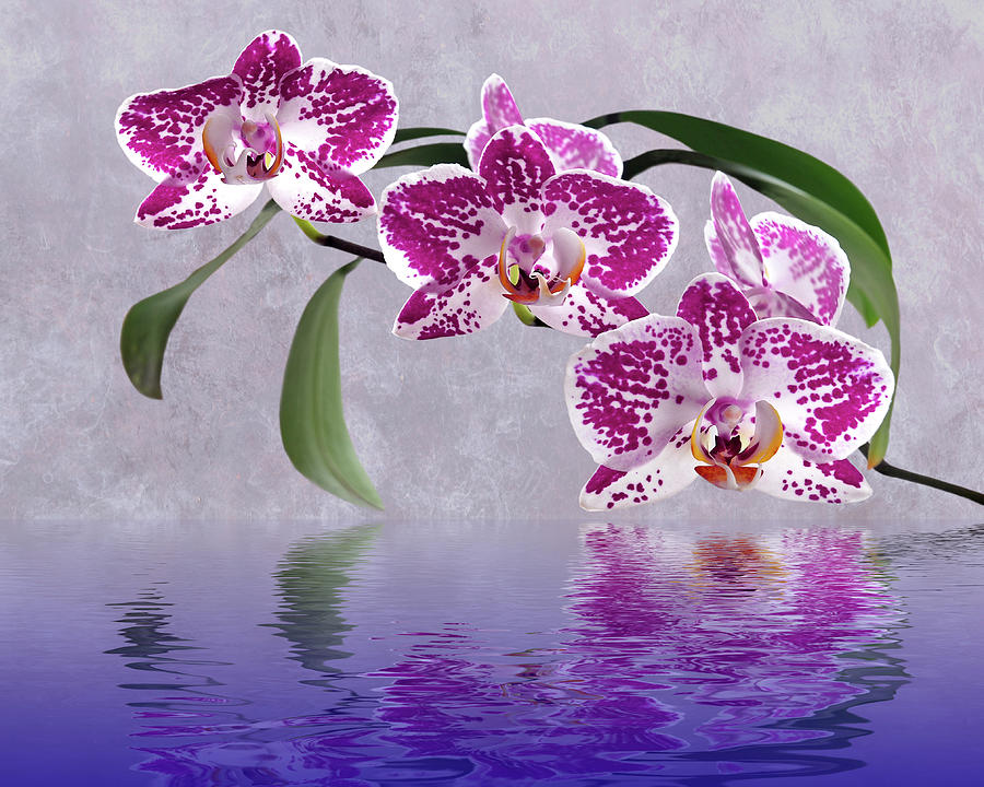 Deep Pink Orchid Reflections Photograph by Gill Billington