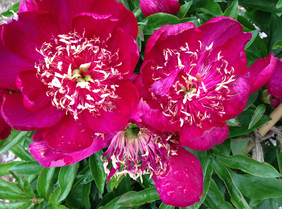 Deep Pink Peonies Photograph by Mary Bedy