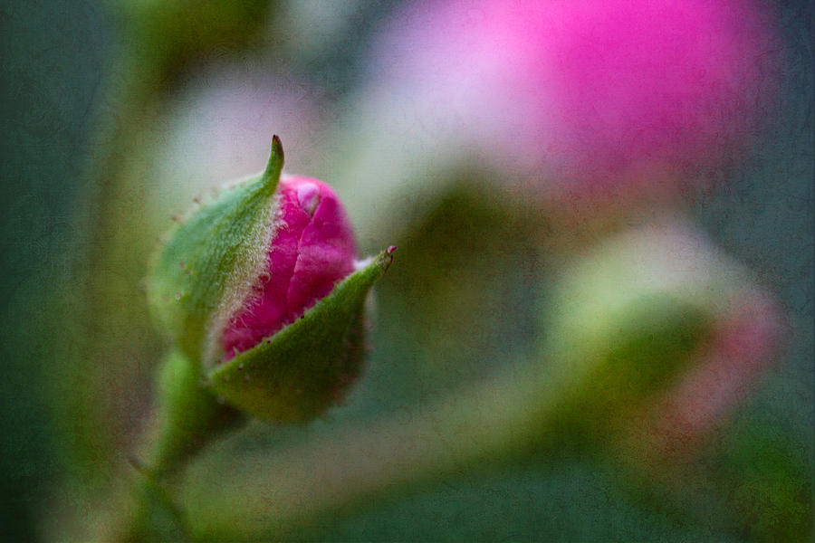 Deep Pink Rose Bud - Rose Bud Photograph by Marie Jamieson