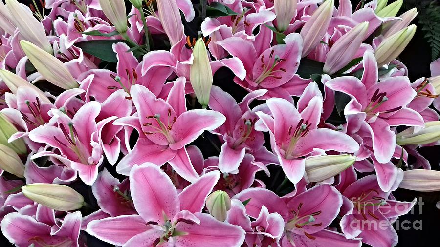 Deep Pink Star Lilies Photograph by Joan-Violet Stretch