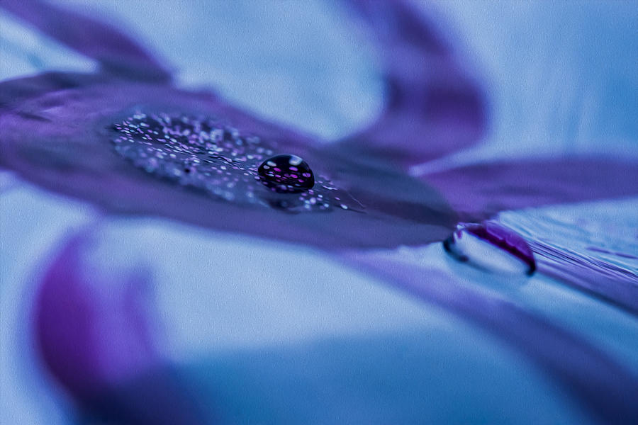 Deep Purple and Blue Abstract Oil Photograph by Tracy Winter