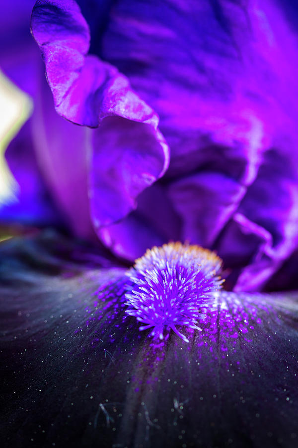 Deep Purple Bearded Iris Photograph by Teri Virbickis