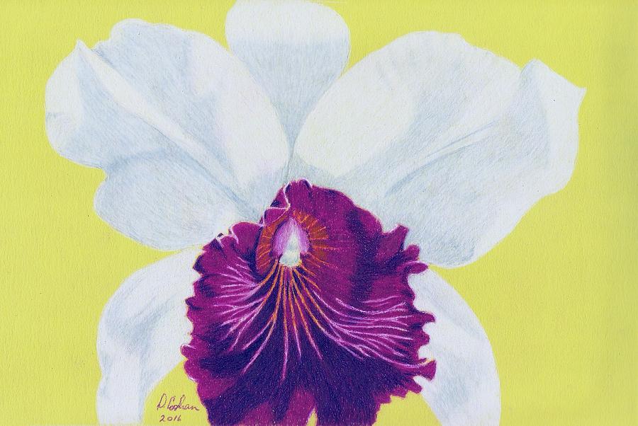 Orchid Drawing - Deep Purple by David Cochran