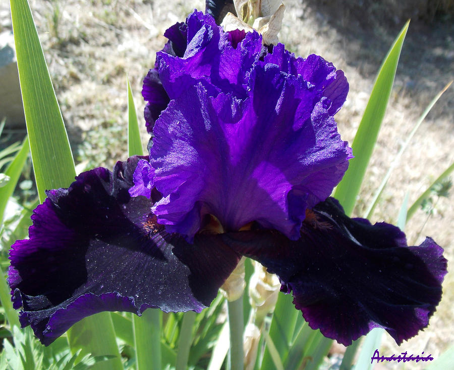 Deep Purple Iris Agape Gardens Photograph by Anastasia Savage Ealy