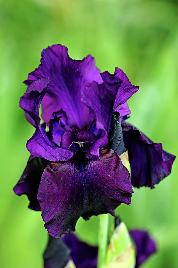 Deep Purple Iris Photograph by Debbie Oppermann