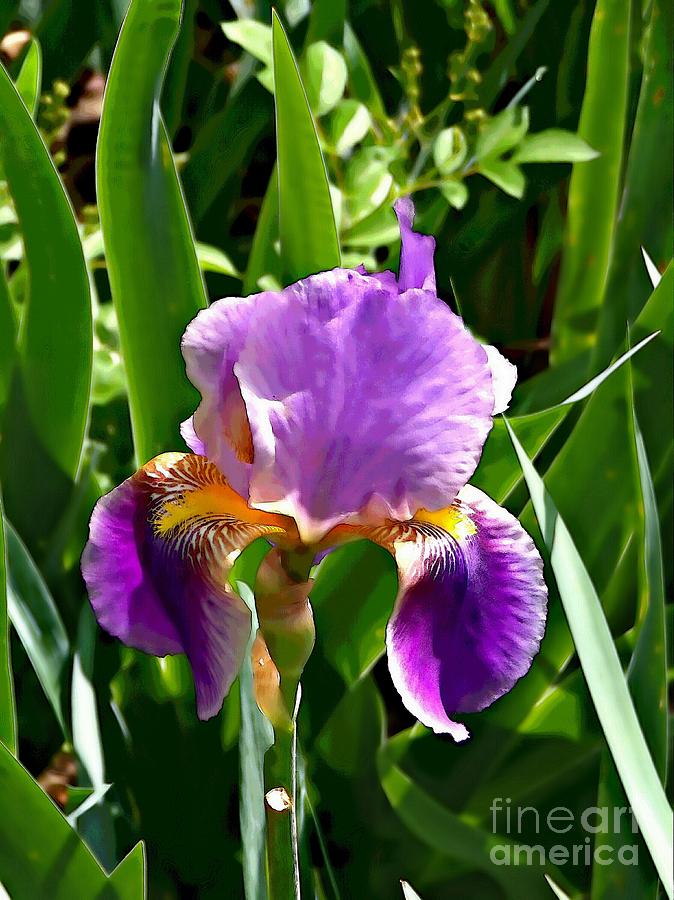 Deep Purple Iris Photograph