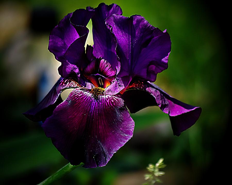 Deep Purple Iris Photograph by Karen McKenzie McAdoo