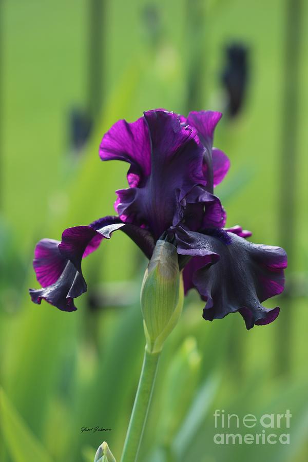 Deep Purple Iris Photograph by Yumi Johnson