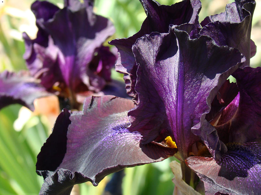Deep Purple Irises Dark Purple Irises Summer Garden Art Prints Photograph by Patti Baslee