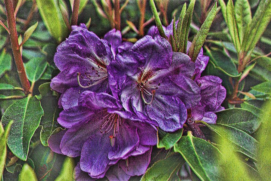 Flowers Still Life Painting - Deep Purple by John Winner