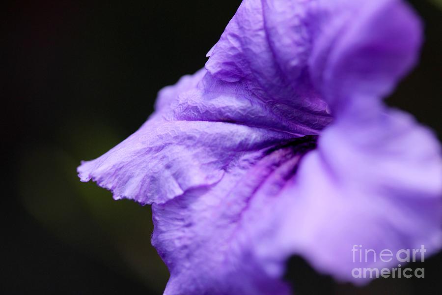 Flowers Still Life Photograph - Deep Purple by Mesa Teresita