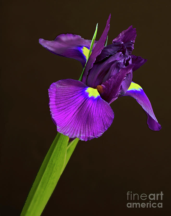 Iris Photograph - Deep Purple by Robert Pilkington