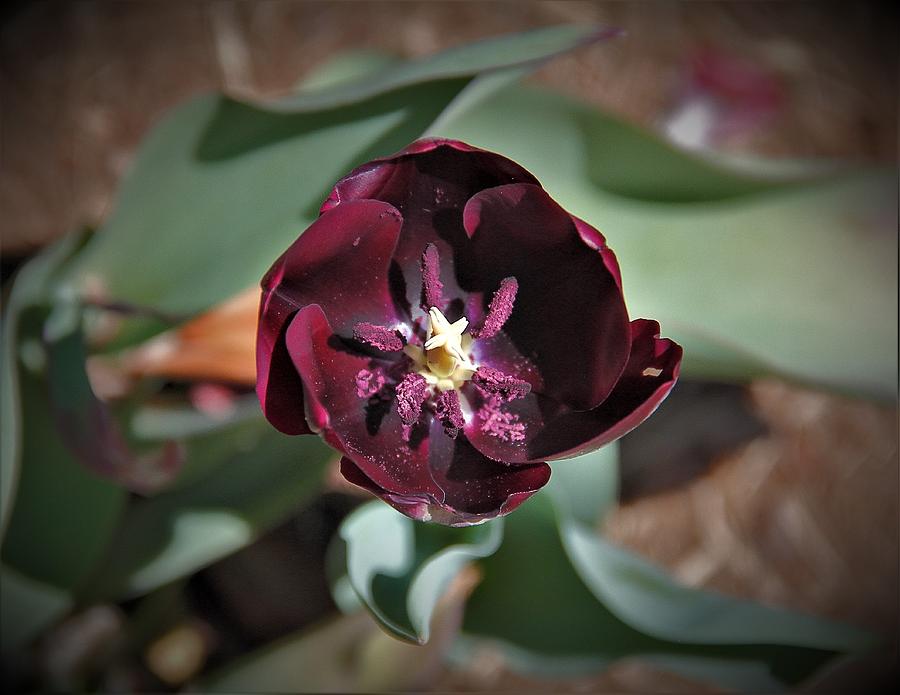 Deep Purple Tulip Photograph by Allen Nice-Webb